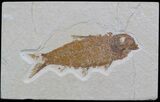 Knightia Fossil Fish - Wyoming #36881-1